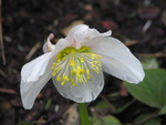 Black hellebore