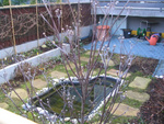 Cornus florida "Rainbow", loaded with buds
