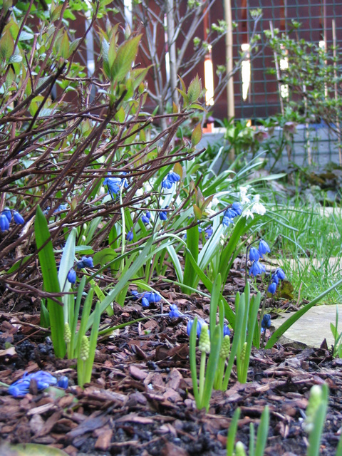 Blue Puhskinias under a Japanese Hydrangea Serrata