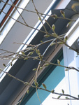 Wisteria buds