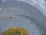 our borrowed crop of tadpoles
