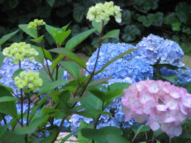 Endless Summer was too weak to support its massive blooms; eventually we cut her down and are awaiting the next season