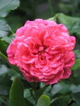 Rosarium Uetersen - na endlich! The rose was moved during the blooming season so the first flush only came in July.