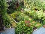 So many plants, so little room