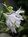 Fragrant hosta flowers
