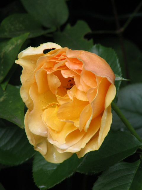 Roses did poorly this year; Amber Queen was the only one to sport a third flush of flowers