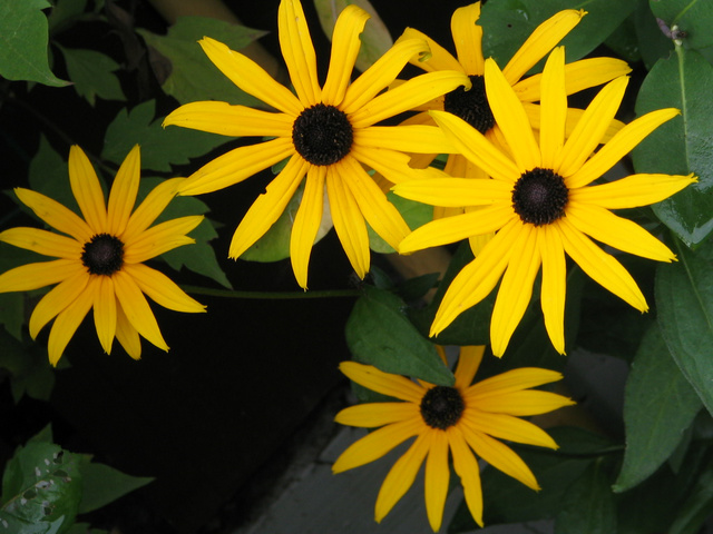 Rudbeckia Viette's Little Suzy
