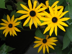 Rudbeckia Viette's Little Suzy