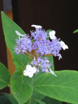 Japanese mountain Hydrangea