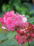 Hydragena Preziosa, old blooms and new