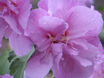 Hibiscus after the rain