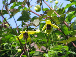 Clematis tangutica "Golden harvest", complete with a spiderweb
