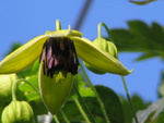 Golden harvest up close .. We've got scores of its little nodding flowers this year. Yay!