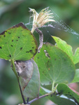 A lone seedhead of Clematis "Princess Diana", snared by a spider