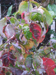 A necklace of raindrops for the flowering dogwood