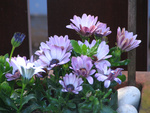 Osteospermum - Cape daisy