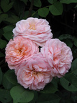 Abraham Darby's poker