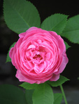 Louise Odier ... mmm, the scent...