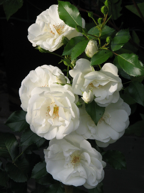 Ground-cover rose Schneewittchen (Fee des Neiges)
