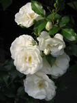 Ground-cover rose Schneewittchen (Fee des Neiges)