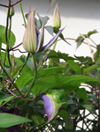 Extraordinary coloring of an ordinary leaf - clematis The President