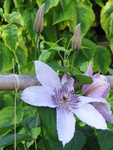 Clematis Hagley Hybrid