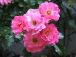 Heidetraum (Flower Carpet)
