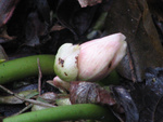 Helleborus bud