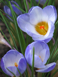 Snow crocus, probably Tommasinianus - in a pot