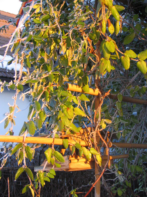 January sun upon Lonicera japonica