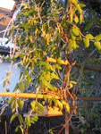 January sun upon Lonicera japonica