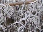 Picture 017