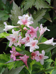 IMG 3294