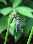 Dragonfly coming out of its larva
- probably Aeshna cyanea (Aeschne bleue / Southern Hawker)