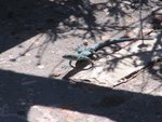 Oto�ki modro-zeleni ku�čar, ki jih bova �e veliko srečala in poslikala