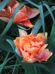 IMG 4383