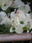 IMG 4391