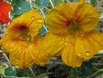 IMG_0115.JPG