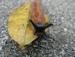 IMG_0572.JPG