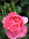 Rosarium Uetersen