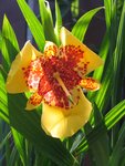 Tigridia (Mexican shellflower) - impressive but the flowers only last a day