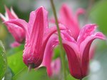 Clematis texensis Princess Diana