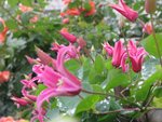 IMG_2063.JPG