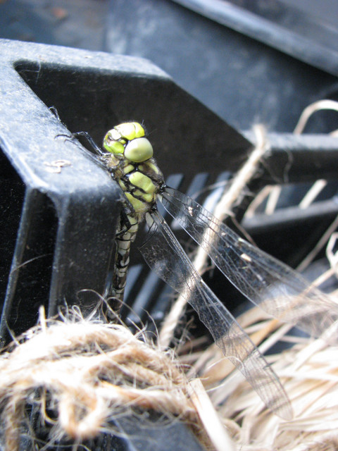 This guy came out of the larva and was knocked into the water by heavy rain; we took him out in time and moved him in a dry place to get ready for his first flight