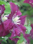 IMG_2221.JPG