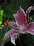 IMG_2437.JPG