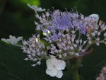 IMG_2440.JPG