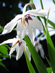 Acidanthera (Peacock orchid)
