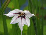 Highlight for Album: Acidanthera
