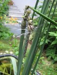 IMG_0107.JPG